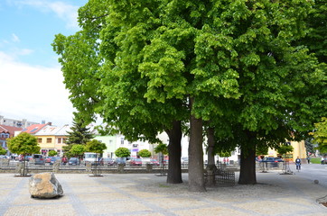 Trees on a town square