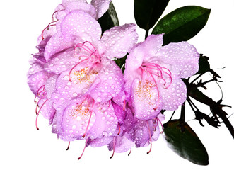 Pink rhododendron