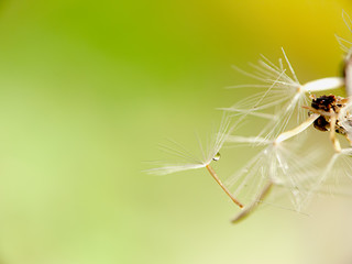 dandelion’s umbel