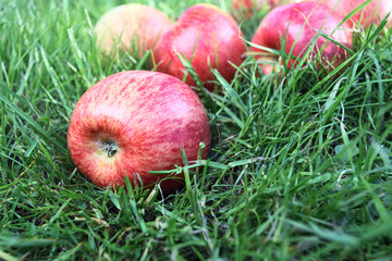 apples.