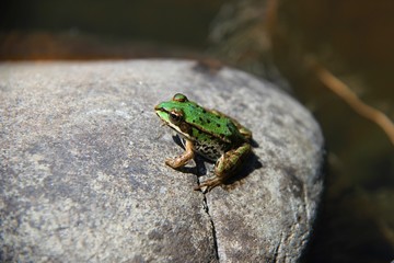frosch auf stein I