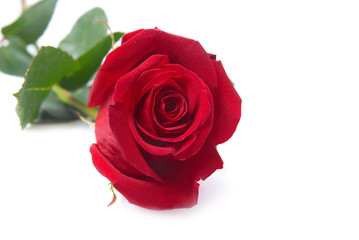 Red rose
