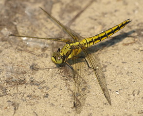 black-tailed skimmer, Orthetrum cancellatum