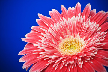 macro of a gerber daisy on blue background © Vitaly Korovin