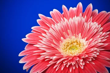 Foto auf Acrylglas Gerbera macro of a gerber daisy on blue background  © Vitaly Korovin