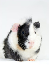 portrait, young black and white guinea pig