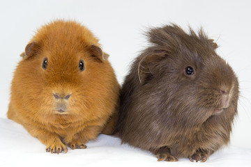 guinea pig friends, short and long-haired