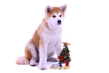 sitzender Akita Welpe mit Weihnachtsbaum