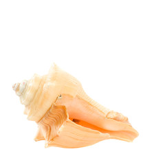 Sea shell isolated on white