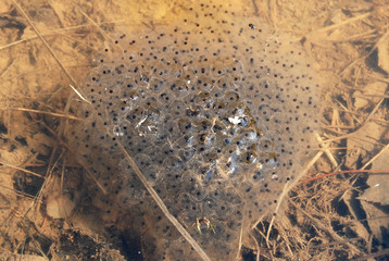 tadpoles incubation, eggs of frog