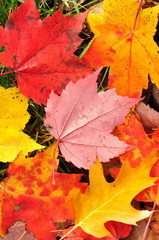 Close-up of a Colorful Maple Leaves