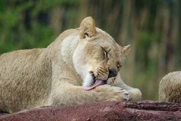 Fototapeta premium Lion