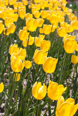 Fototapeta premium tulip
