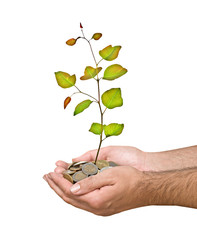 Palms with a sapling growng from pile of coins