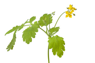 Twig od flowering Rue