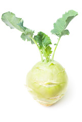 cabbage of kohlrabi