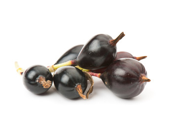 currant