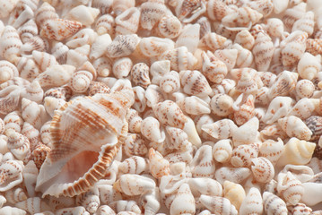 seashell