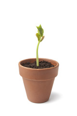 Expanding bean plant