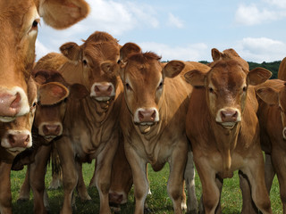 vaches