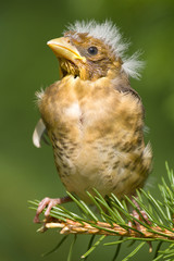 a chick of hawfinch  / Coccothraustes coccothraustes