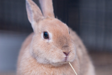 rabbit