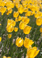 Obraz premium tulip