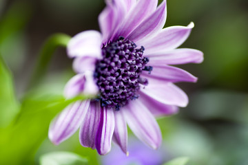 Purple Aftican Daisy