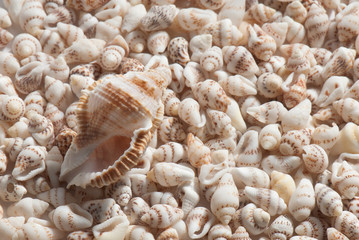 seashell
