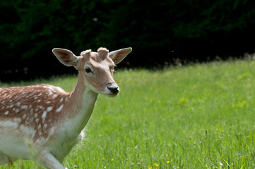 Dama Dama © Scharfetter