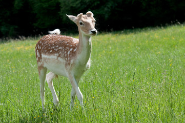 Dama Dama © Scharfetter