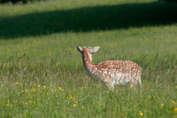 Dama Dama © Scharfetter