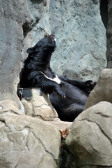 Naklejka premium Black Bear Sleeping in the Zoo