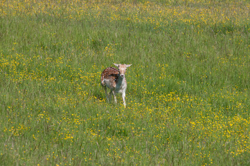 Dama Dama © Scharfetter