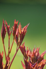Junge Pfingstrosenblätter im Frühling