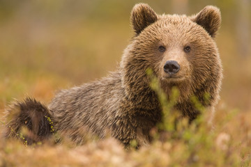 Obraz premium Brown bear resting