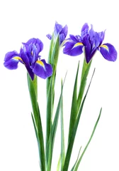 Printed roller blinds Iris purple iris
