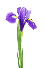 Photo sur Aluminium Iris iris violet