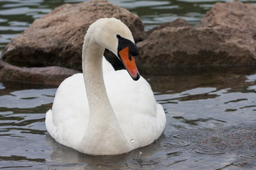 cigno
