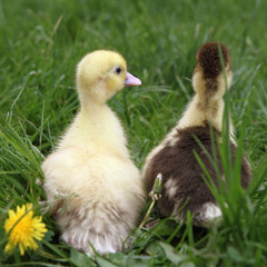 Yellow and brown ducklings on grass