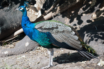 Proud colourful peacock