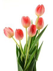 Obraz premium Tulipany na białym tle