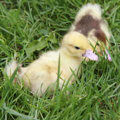 Yellow and brown ducklings on grass