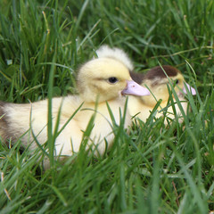 Yellow and brown ducklings on grass