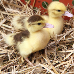 Two ducklings on hay
