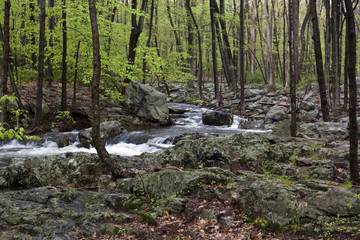 View into forest in the spring