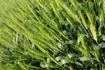 Green wheat ears