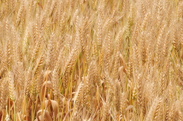 wheat