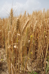 wheat