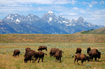 Fototapeta na wymiar Zwykły Buffalo Wzdłuż Gór